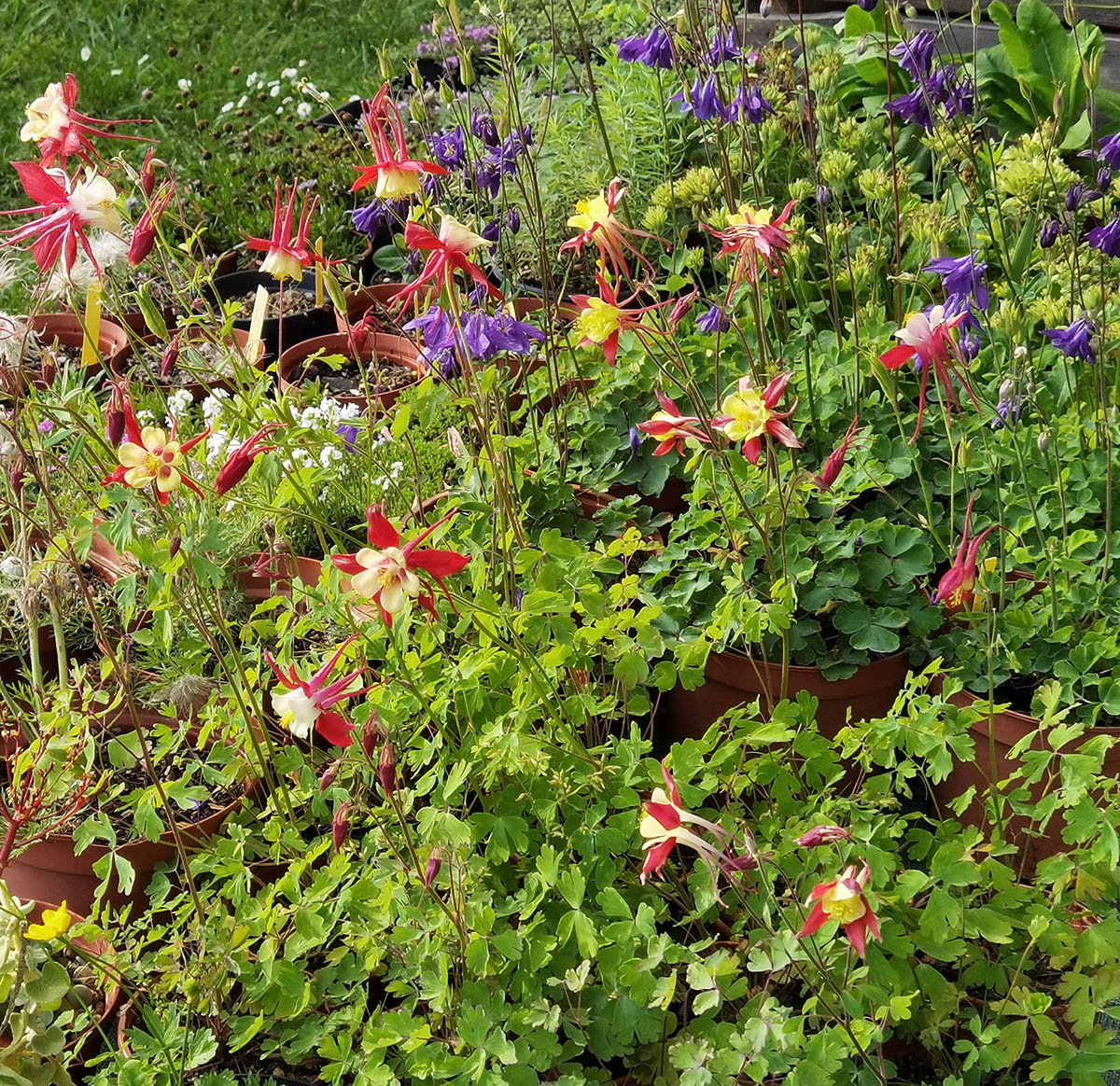 Aquilegia Caerulea 'Koralle'